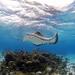 Stingray Encounter and Beach Day from Nassau