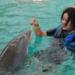 Blue Lagoon Dolphin Swim from Nassau