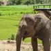 Rural Thailand Tour from Phuket Including Elephant Ride and Chalong Bay Cruise