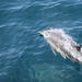 Dolphin and Whale Watching Research Cruise from Muscat