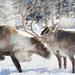 Lapland Reindeer Safari from Rovaniemi Including Husky Sled Ride