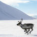 Lapland Reindeer Sleigh Ride from Ylläs