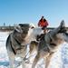 Lapland Snowmobile Safari to a Husky Farm from Rovaniemi Including Husky Sled Ride
