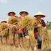 Full-Day Hoi An Town and Tra Que Vegetable Village Tour