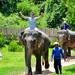 Luang Prabang Elephant Adventure Day Tour