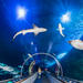 Aquarium of the Bay General Admission