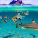 Full-Day Bora Bora Lagoon Cruise Including Snorkeling with Sharks and Stingrays