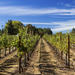 Napa and Sonoma Wine Tour from San Francisco