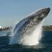 Sydney Whale-Watching Cruise from Circular Quay or Darling Harbour