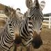 Family Safari and Wine Tasting in Malibu