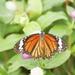 St. Maarten Combo Tour: Butterfly Farm and Orient Bay