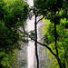 Rainforest Waterfall Excursion