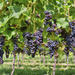 Private Irpinia Wine Tour from Naples with Sommelier