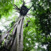 Chiang Mai Rainforest Canopy Zipline Adventure