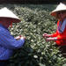 Private Full-Day Tea Culture Tour in Hangzhou from Shanghai