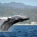 Whale Watching Day Trip From Punta Cana