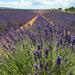 Full-Day Small Group Lavender Tour to Valensole, Moustiers Sainte Marie and Verdon from Aix-en-Provence