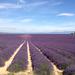 Half-Day Valensole Lavender Tour from Aix-en-Provence