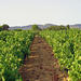 Provence Wine Workshop from Marseille