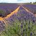 Small-Group Lavender Tour in the Luberon Villages of Lourmarin, Roussillon and Sault from Marseille