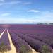 Small-Group Lavender tour of Valensole, Moustiers Sainte Marie and Verdon from Marseille