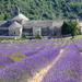 Small-Group Lavender Tour to Gordes, Abbey of Senanque and Roussillon or Sault from Avignon