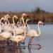 Camargue and Les Saintes Maries de la Mer Tour from Avignon