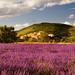 Lavender Fields Tour from Avignon