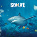 SEA LIFE Kansas City Aquarium 