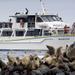 Phillip Island Seal-Watching Cruise