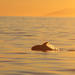 Reykjavik Whale Watching Cruise in the Midnight Sun