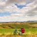 Tuscan Country Bike Tour from Florence Including Wine and Olive Oil Tastings