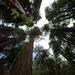 Combo Tour: Muir Woods and Sausalito and Wine Country