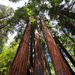 Muir Woods and Sausalito Morning Tour