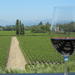 Small-Group Vintage Wine Country Tour