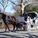 Central Park Horse and Carriage Ride with Professional Photographer