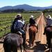 Casablanca Wine Tour and Horse Riding from Santiago