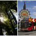 Coastal Redwoods Visit with San Francisco Hop-On Hop-Off Tour