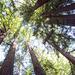 Muir Woods Tour of California Coastal Redwoods