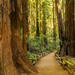 Muir Woods and Sausalito Tour by Hop-On Hop-Off Bus