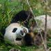 Half-Day Chongqing Tour of Giant Panda and Eling Park