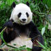 Private Tour: Day Trip to Panda Highlights In and Around Chengdu