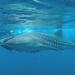 Journey to the Sea of Cortez and Whale Sharks: 5 Day Expedition