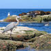 Marine Life Adventure from La Paz