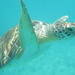 Sea Turtle Snorkel and Nature Walk Tour