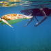 St Thomas Sea Turtle Snorkel Adventure Tour