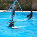 Dolphin Show Sharm El Sheikh