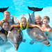 Swim with Dolphins in Sharm el Sheikh