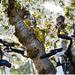 Visit of Provence and the Carrieres de Lumieres by Electric Bike from Saint-Rémy-de-Provence