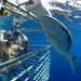 Shark Cage Diving In Oahu